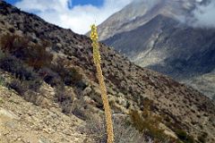 12 Tall Plant On The Hill Next To Kharta Tibet